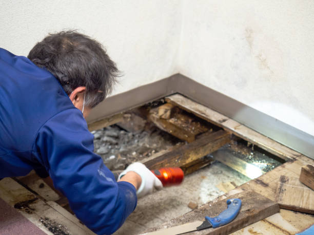 Best Home Mold Removal  in Moses Lake, WA