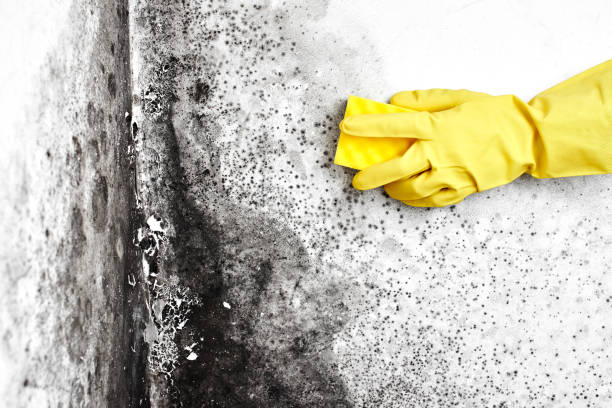 Best Commercial Mold Removal  in Moses Lake, WA