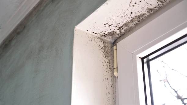 Best Toxic Mold Removal  in Moses Lake, WA