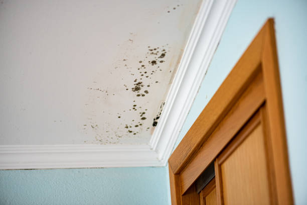 Best Mold Testing  in Moses Lake, WA