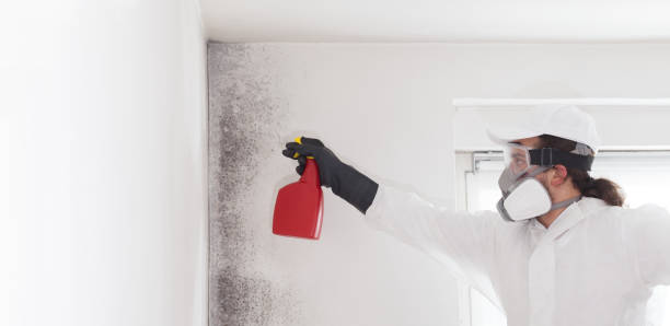 Best Attic Mold Removal  in Moses Lake, WA