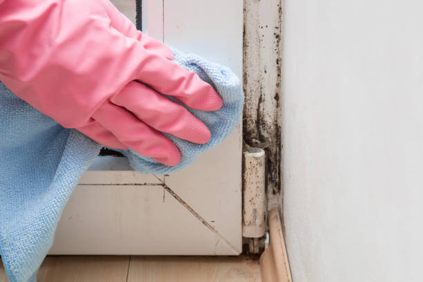 Best Emergency Mold Removal  in Moses Lake, WA