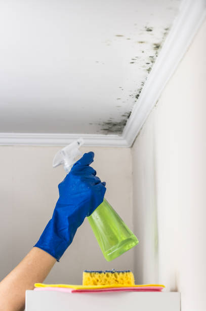 Best Mold Removal Company Near Me  in Moses Lake, WA