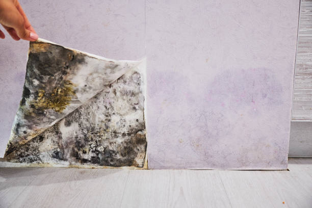Best Mold Cleaning Services  in Moses Lake, WA